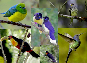 Exposição Mais que Pássaros