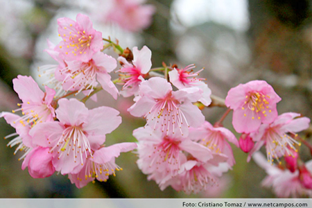 Festa da Cerejeira em Flor - Campos do Jordão