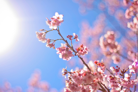 Festa da Cerejeira em Flor 2014