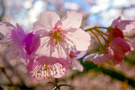 Festa Cerejeira em Flor