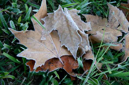 Geada em Campos do Jordão Geada em Campos do Jordão