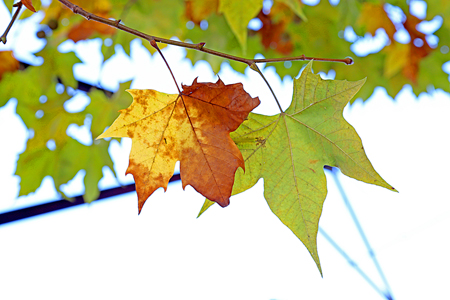 Folhas de Plátanos em Campos do Jordão