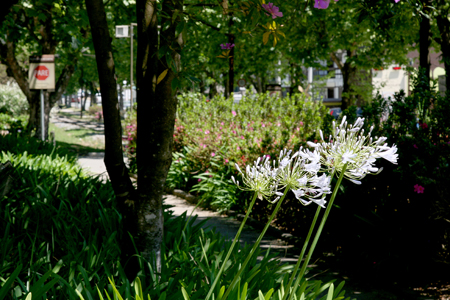 Primavera 2015 em Campos do Jordão