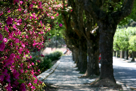 Primavera 2015 em Campos do Jordão