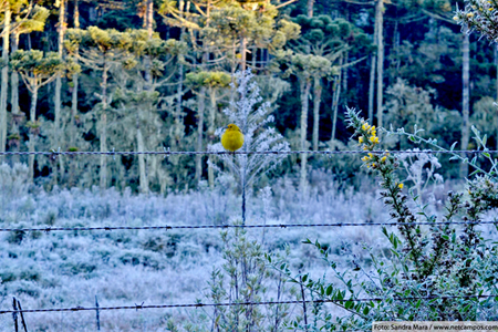 Frio e Geada em Campos do Jordão