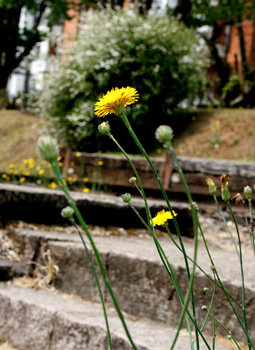 Flores colorem o gramado próximos aos trilhos do bonde em Vila Capivari