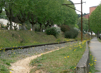 Plátanos verdes pela avenida que leva a Vila Capivari