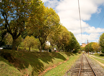 Àvores de Plátanos em Campos do Jordão