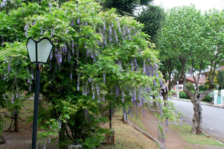 Primavera 2012 Campos do Jordão