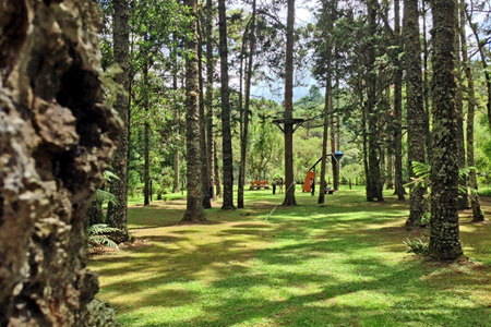 Bosque do Silêncio em Campos do Jordão