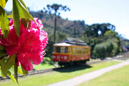 Flores na Avenida - Rododendros em Campos do Jordão