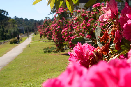 Flores na Avenida - Rododendros em Campos do Jordão