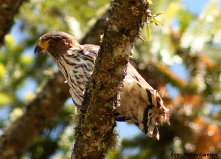 Gaviao de cabeça cinza