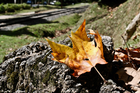 Outono em Campos do Jordão