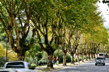 Outono em Campos do Jordão 