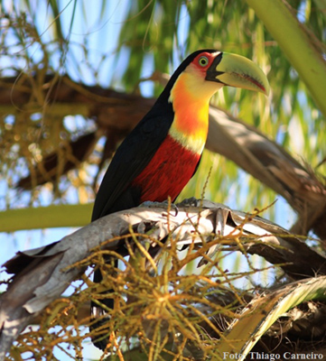 Tucano de Bico Verde