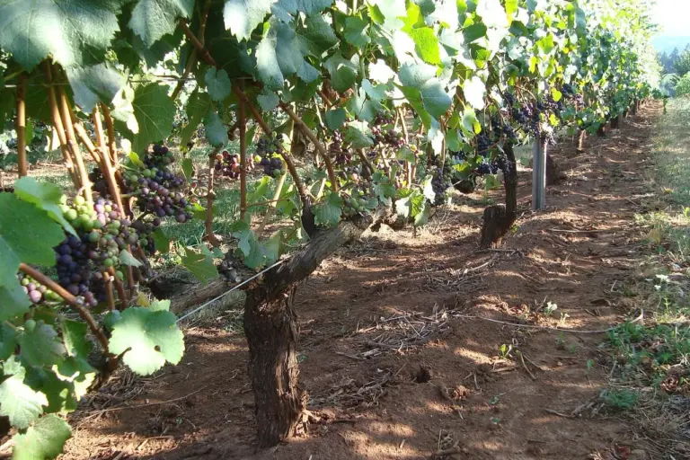 Ort inclui vinhedos e degustação entre experiências em Campos do Jordão