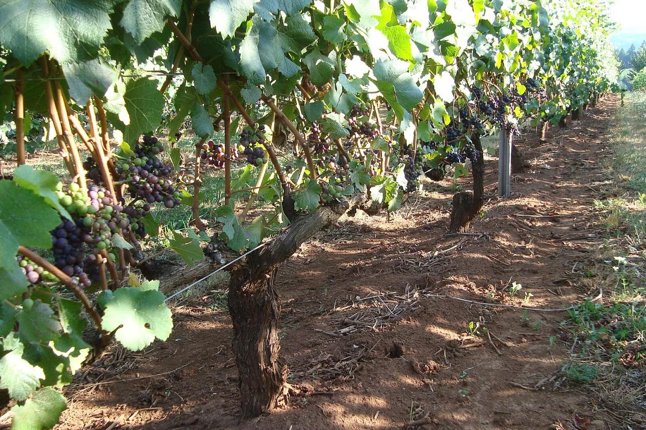 Ort inclui vinhedos e degustação entre experiências em Campos do Jordão