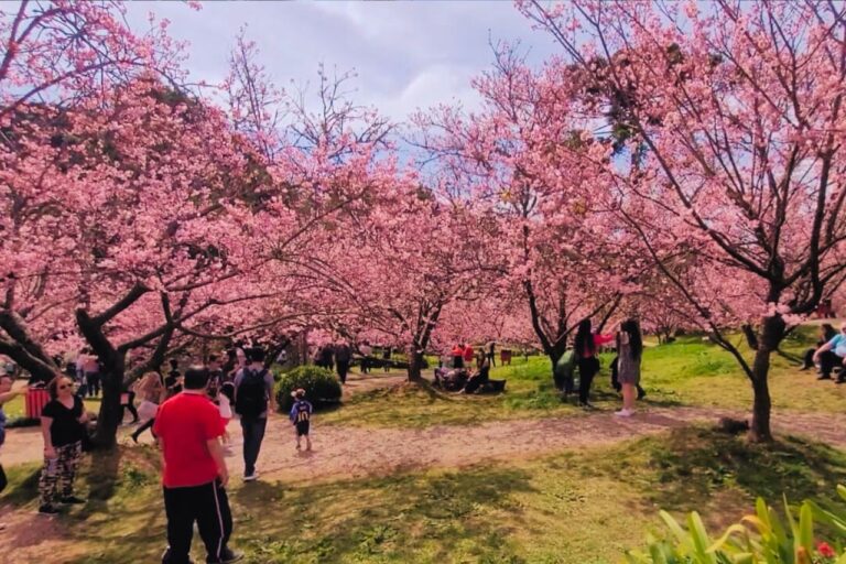 Contagem regressiva para o espetáculo das cerejeiras em flor