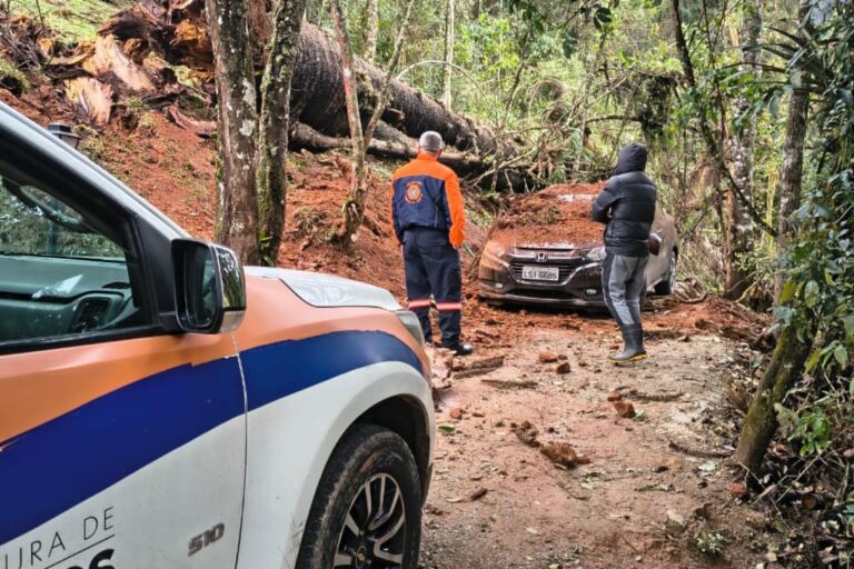 Chuva e ventania causam queda de árvores e falta de energia