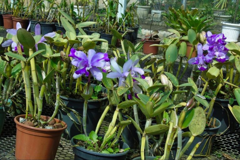 Ceagesp em Flor celebra a chegada da Primavera