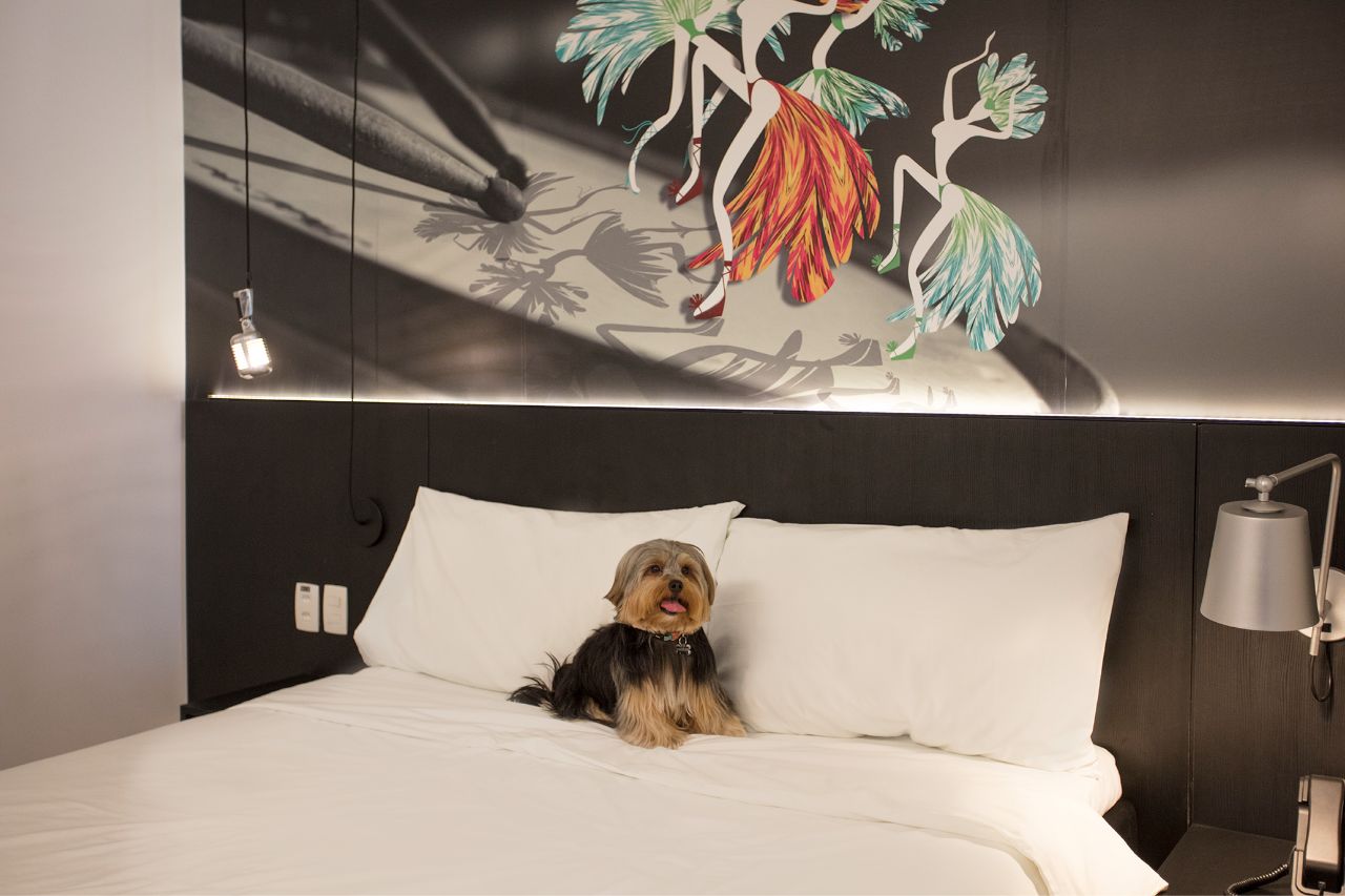 Taubaté tem opção de hotel pet friendly