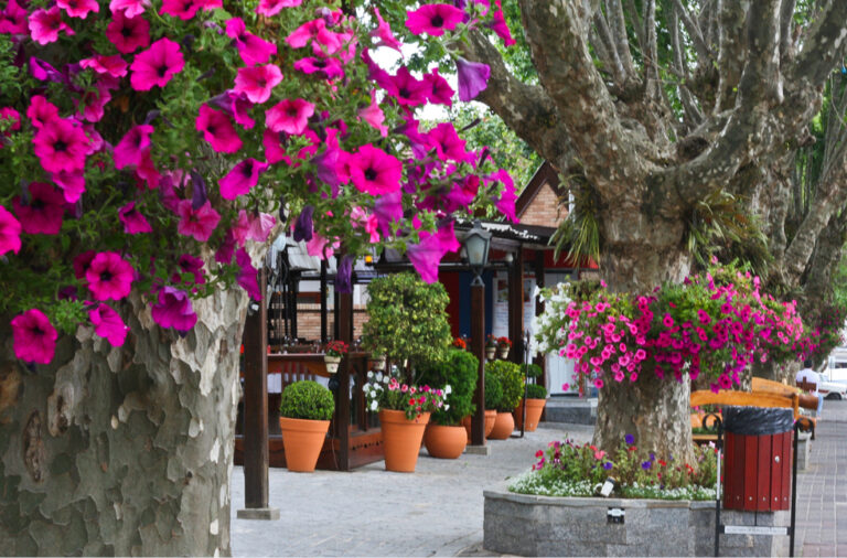 Vila Capivari